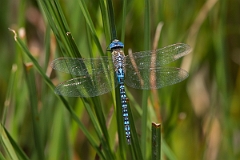 David Plant Photography - Wildlife Photography - Southern migrant hawker - F